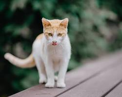 Foto de Apolo, um gato adulto de pelo branco-alaranjado