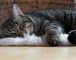 Foto de Benta, uma gata idosa de pelo cinza